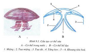 đặc điểm cấu tạo của sứa